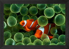 Clownfish Framed Wall Art