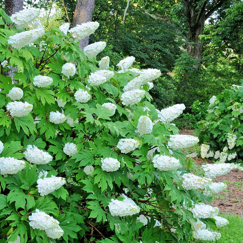 Hydrangea quercifolia snow - hydrangea,