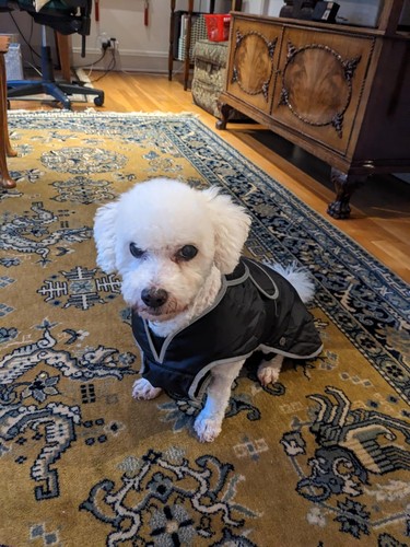 Muddy paws all - paws, all-weather