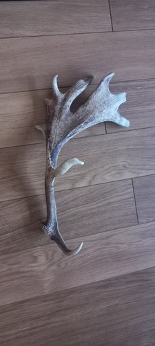 Fallow deer stag right antler - right,