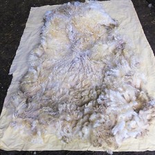  Raw Wool fleece. White Faced