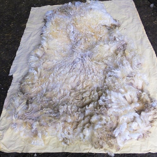 Raw wool fleece white - raw,