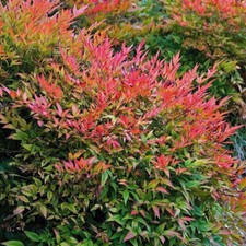 Nandina domestica Gulf Stream