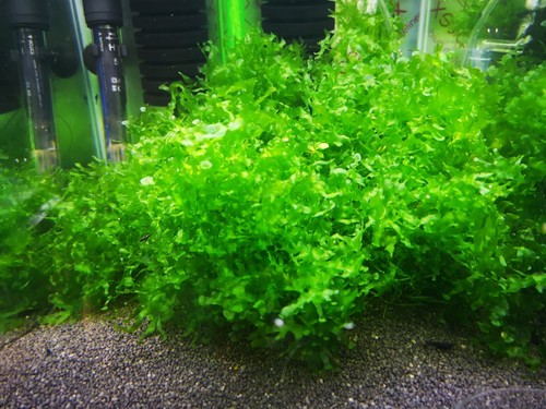 Subwassertang pellia moss - subwassertang,