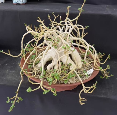 Adenium obesum wysiwyg - wysiwyg, garden