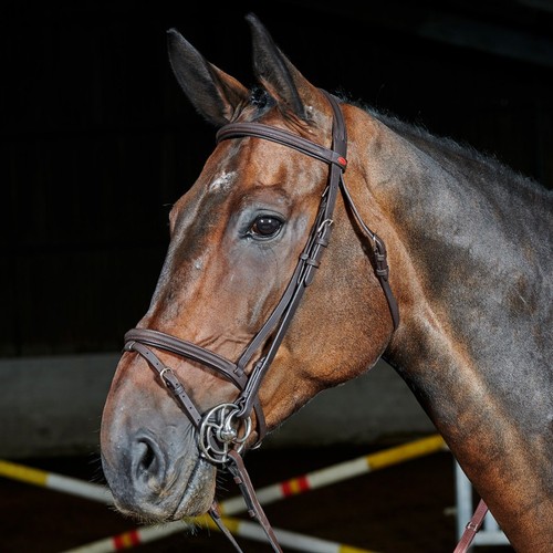 Whitaker ready ride - ready,