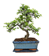 Chinese Elm Bonsai Tree - (9yr Chinese Elm) WITH MATCHING CERAMIC TRAY