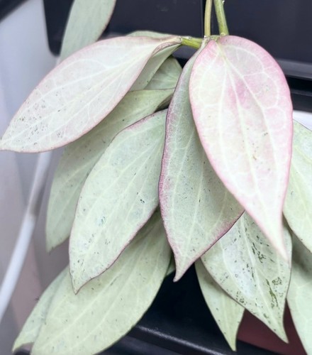 Super hoya nicholsoniae new - super,