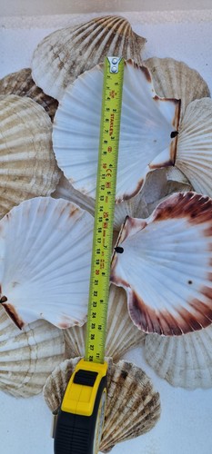 Scallop shells pack - xl, of