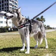 EzyDog Express Harness