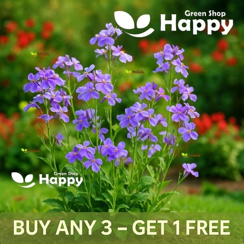 Edible flower february - flower, |