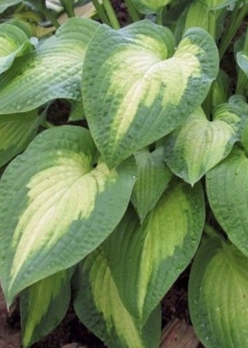 Hosta glory large - glory,