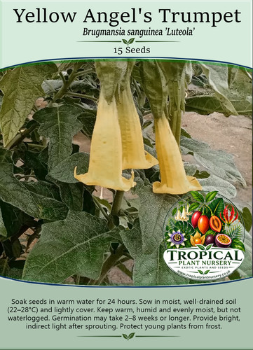 Yellow angels trumpet - yellow,