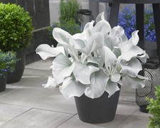 SENECIO CANDICANS ANGEL WINGS (vaso da 3 L) - FOTO REALI
