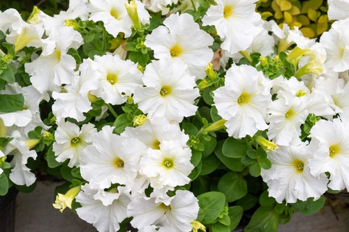 White petunia grandiflora - petunia,