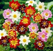 Dwarf Dahlia Mix, organic