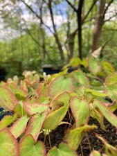 Two Epimedium x rubrum or