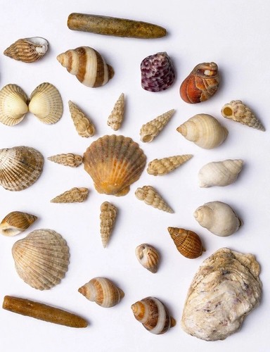 Mixed seashell collection - mixed,
