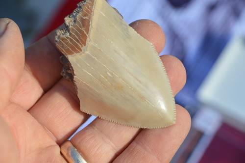 Wow genuine megalodon shark - wow,,