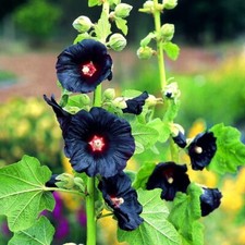 Hollyhock, Jet Black, seeds