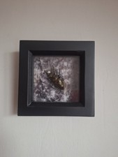 Framed Stag Beetle