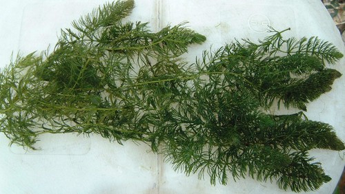 Weighted hornwort pond - hornwort,
