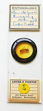 ANTIQUE LISTER & POINTON  MICROSCOPE SLIDE of  GNAT EMERGING from PUPA CASE
