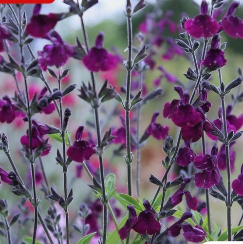 Salvia nachtvlinder 1 ltr - 'nachtvlinder',