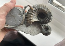 Fossil Ammonite Bechioceras