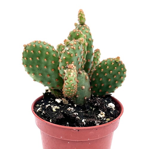 Dwarf opuntia rufida minor - rufida,