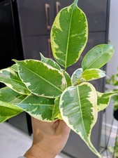 Ficus benjamina ‘Starlight’ – Variegated Weeping Fig – Rooted Cuttings