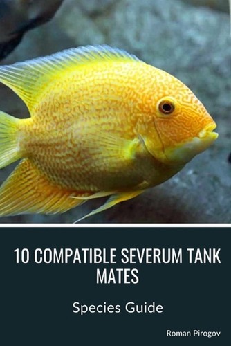 Compatible severum tank - compatible,