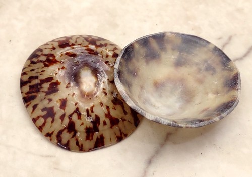 Oval limpet seashells - oval, cellana