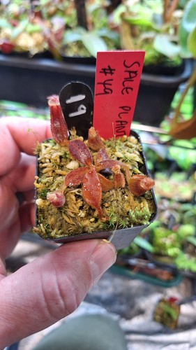 Nepenthes veitchii x - nepenthes,