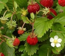 6 Alpine Strawberries  Bare