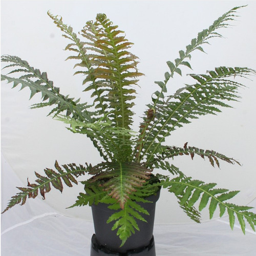 Blechnum volcano - blechnum, (vr)