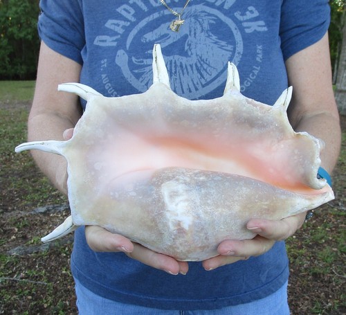 Inch giant spider conch - inch,