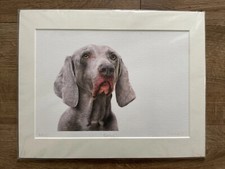 LIMITED EDITION signed Weimaraner art Dog print gift picture painting 35 x 28cm