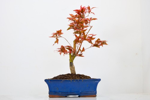 Japanese maple orangeola - maple, '