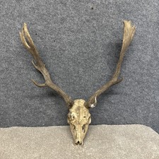 Fallow Buck Deer Skull