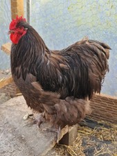 6 X Chocolate Orpington Fresh