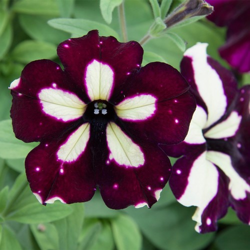 Trailing petunia lightning - 6,