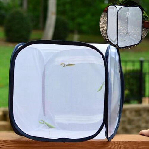 Mantis stick small insect - stick,