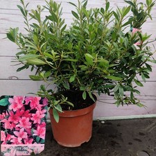Evergreen Azalea Japonica Roze