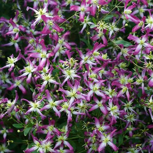 Clematis triternata - clematis, ‘triternata