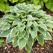Hosta First Frost Hardy Deciduous Perennial Outdoor Garden Shrub in Plant Pot