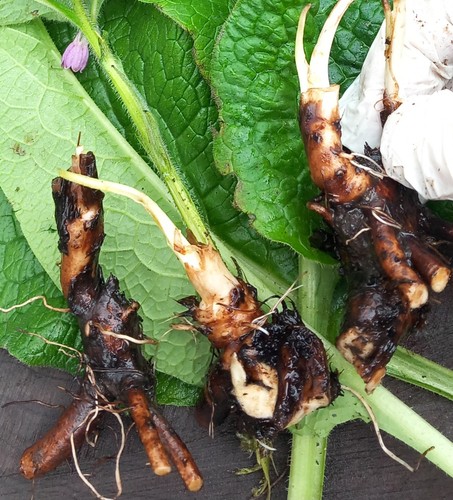 Comfrey bocking 14 - 5,
