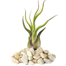 Tillandsia Medusa - 1 Plant -