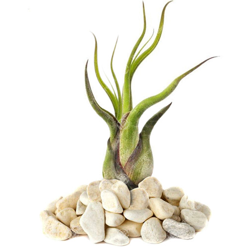 Tillandsia medusa plant - medusa,