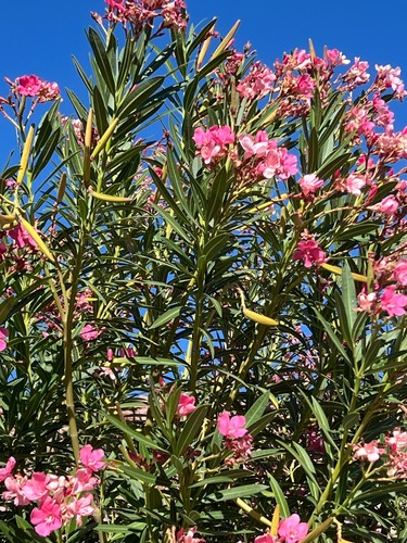 Oleander pink 10 - oleander,